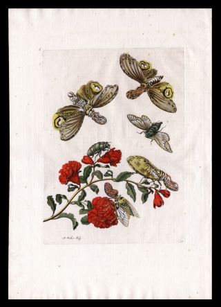 1730 Metamorphosis Maria Sibylla Meriam Print Pomegranate & Butterfly 2