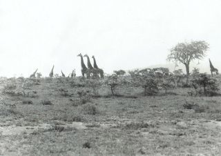 1930 Vintage Photo View Of Giraffes In Kenya By Chicago Field Museum Expedition