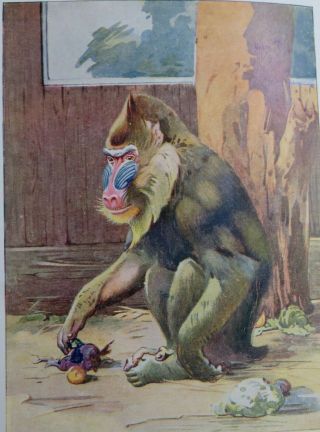 At The Zoo The Bumper Colour Books HB illustrated 1927 UK 3