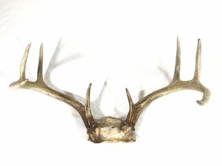 Vintage 8 Point Deer Antler Skull Cap Antler Horn Rack Man Cave