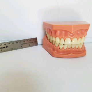 Dental Practice Model Teeth Brushing Flossing Vintage Oversize
