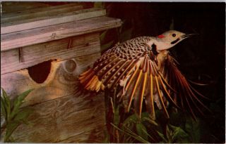 Flicker Woodpecker Bird Flying Vintage Postcard R21
