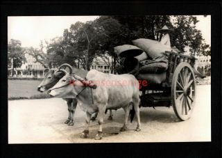 Singapore Chinese Bullock Cart Unique Vintage Real Photo Postcard 1930 