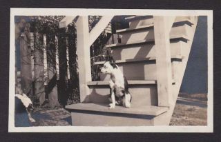 Profile Handsome Boston Terrier Dog Guards Steps Old/vintage Photo Snapshot - W285