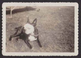 Boston Terrier Dog Posing In The Yard Old/vintage Photo Snapshot - W187