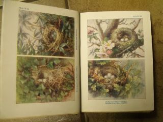 Vintage Childrens Book - Nests and Eggs to the Children by A H Blaikie 3