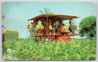 1957 Modern Tobacco Harvesting In North Carolina Nc Vintage Postcard Trueblood