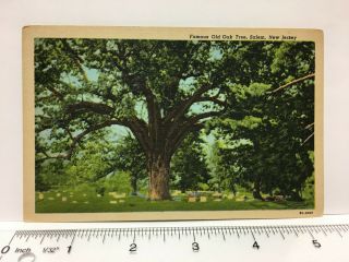 Famous Old White Oak Tree Burial Salem Jersey Nj Vintage Linen Postcard 1957