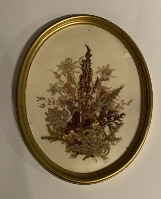 Vintage Framed Pressed Wildflowers Oval Gold Made In Austria Dried Flowers