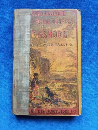 Antique Book Common Objects Of The Sea Shore By Rev J G Wood