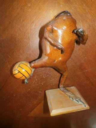 Vintage Mounted Taxidermy Frog Bullfrog Basketball Player