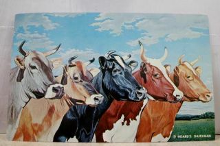Animal Cow Cattle Five Queens Brown Swiss Jersey Postcard Old Vintage Card View