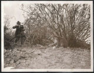 Vintage Photograph 1911 Hunting Bobcat In A Trap Gun Rifle Tucson Arizona Photo