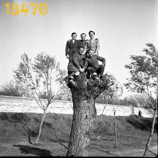 Young Men Posing On Tree,  Funny,  Unusual,  Rare,  Vintage Negative 1930 