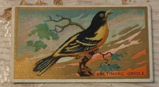 Vintage Baltimore Oriole Piedmont Cigarette Tobacco Card