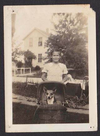 Dog Baby Stroller/pram Going 4 A Walk Old/vintage Photo Snapshot - F354