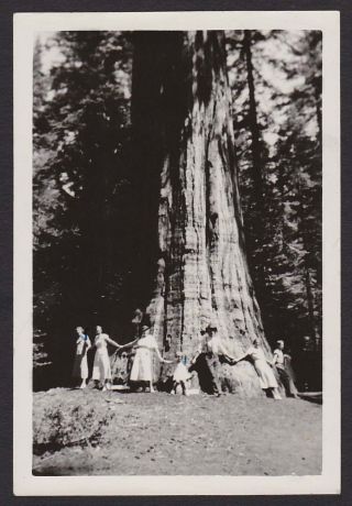 Family Holds Hands Around A Giant Redwood Sequoia Tree Old/vintage Photo Snapsho