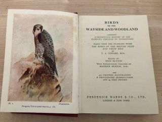Birds Of The Wayside And Woodland 1952