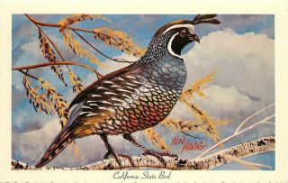 Vintage Art Postcard A/s Ken Haag California State Bird Valley Quail Unposted