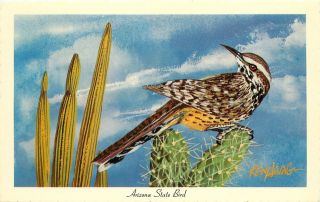 Vintage Art Postcard A/s Ken Haag Arizona State Bird Cactus Wren Unposted