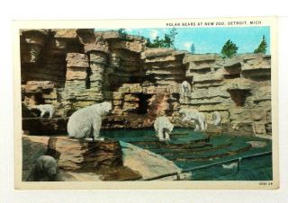 Detroit Michigan Polar Bears At Zoo Vintage Postcard