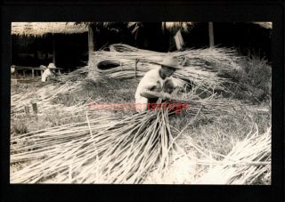 Singapore Chinese Farmer Collecting Rattan Unique Vintage Rp Pc 1930 