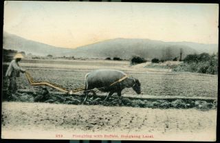 Ploughing Buffalow Hong Kong Vintage K M & Co Unposted Photo Postcard China