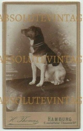 Old Cdv Photograph Pet Dog - Breed ? Thomas Studio Hamburg Vintage 1880s