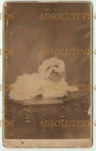 Old Cdv Photograph Pet Dog Breed ? Thomson Studio Liverpool Vintage C.  1870