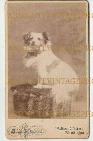 Old Cdv Photograph Pet Dog - Breed ? Mowll Studio Birmingham Vintage 1880s