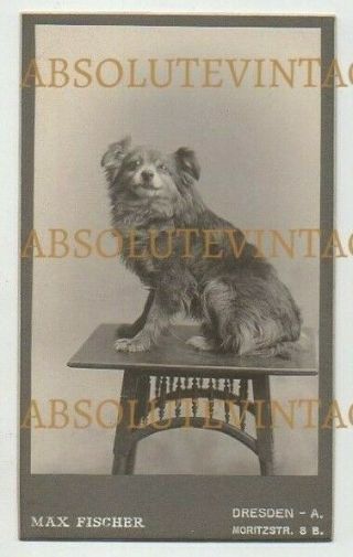 Old Cdv Photograph Pet Dog - Breed ? Fischer Studio Dresden Vintage C.  1900