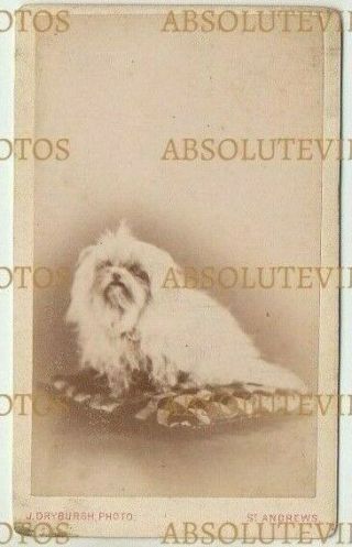 Old Cdv Photograph Pet Dog - Breed ? Dryburgh Studio St.  Andrews Vintage 1880s