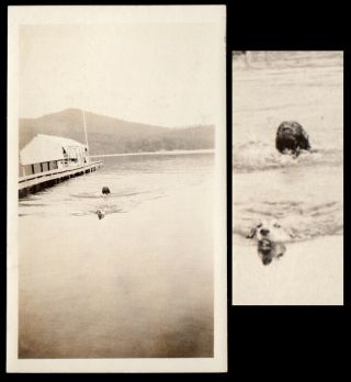 Last Miracle Dog Head Swims In Quiet Glass Water 1920s Vintage Photo