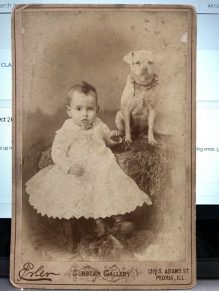 Vintage Cabinet Card Photo Of Boy And His Pit Dog In Peoria Illinois - Elner