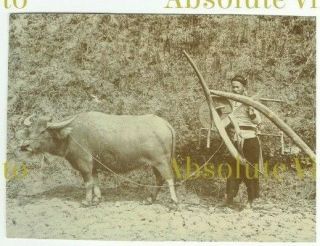 Old Albumen Photograph Chinese Ploughing Hong Kong ? / Rural China Vintage C1900