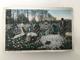 Vintage Antique Postcard Black Americana " Picking Cotton "