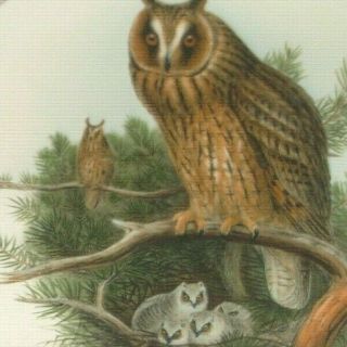 Vintage Poole England John Gould Collector’s Wall Display Plate - Long Eared Owl
