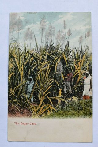 Vintage Postcard The Sugar Cane Field Posted 1912 Trinidad Postmark