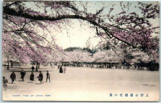 Vintage Tokyo Japan Postcard " Cherry Tree Of Uyeno Park " Blossoms C1910s