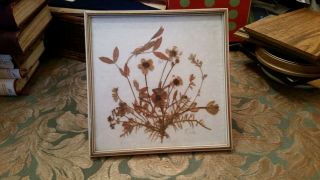 Vintage Dried Pressed Flower Framed Arrangement Dina Made In Germany