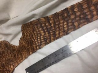 Crocodile Skin Hide Part Piece Flank Multi Brown Vintage Matt