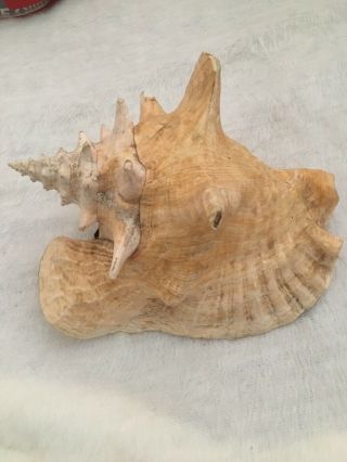 Vintage Large Queen Conch Sea Shell Pink 8 1/2”