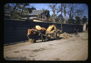 35 Mm.  Color Slide Photo,  Animal - Drawn Rubbish Cart In Downtown Taegu Korea 1952