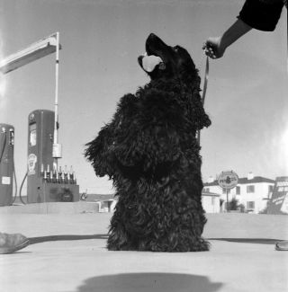 Vtg C.  1950 Photo Film Negative Of A Gas Station Dog W/ Pumps & Signs