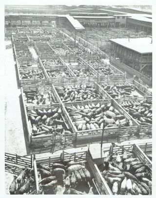 1943 Vintage Photo Kansas City Stockyards In West Bottoms Downtown Kc Missouri