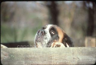 Close - Up Funny St Saint Bernard Dog Peeks Over Fence Vintage 1978 Slide Photo