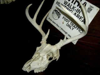 Whitetail Deer Antlers W Skull,  Rustic Mount,  Vintage Hunting Sign,  Mancave,  Cabin