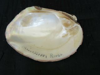 Vintage Older Mississippi River Souvenir Clam Half - Shell (3 7/8 ")