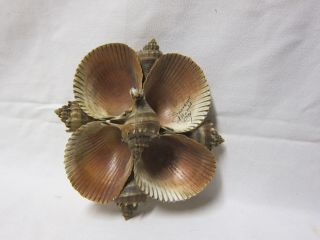 Vintage Atlantic City Souvenir Sea Shells