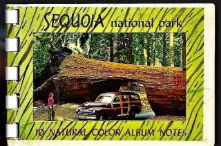 Rare Souvenir Photo Book 10 Full Color Vintage " Sequoia Nat 